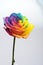 Close up of rainbow rose flower