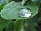 Close-up of raindrop on green leaf