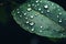 Close up raindrops falling on green leaf in serene nature inspired style plant after rain outdoors with bubble clear