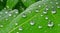 A close-up of raindrops glistening on vibrant green leaves.