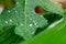 close up raindrops on green tropical leave