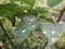Close up of raindrops om katuk leaves (Sauropus androgynus)