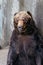 Close up Raised Brown Bears with concrete background at Noboribetsu Bear Park in Hokkaido, Japan