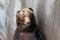 Close up Raised Brown Bears with concrete background at Noboribetsu Bear Park in Hokkaido, Japan