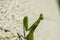 Close-up on a raised green mantis head