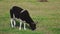 Close-up of a ram grazing on a green meadow.