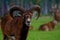 Close-up of a ram head in summer in a nursery