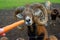 Close-up of a ram\'s head behind a fence. Bighorns. A ram eats a carrot. Summer