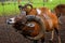 Close-up of a ram\\\'s head on a farm at sunset in Jelgava, Latvia