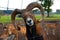 Close-up of a ram\\\'s head on a farm at sunset in Jelgava, Latvia