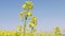 Close-up of rapeseed canola flowers under blue sky at spring