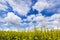 A close-up of rapeseed field