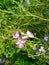 Close up of the Raphanus Caudatus Flowers.Flower . Raphanus Flowers.