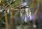 Close up of a rare bamboo flower