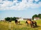 Close up rare beautiful horses stand green field isolated in horse stud farm , Naisiai, Lithuania. Old famous european horses