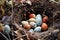 close-up of rare bird eggs in a camouflaged nest