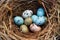 close-up of rare bird eggs in a camouflaged nest