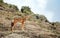 Close up of a rare and endangered Ethiopian wolf