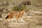 Close up of a rare and endangered Ethiopian wolf