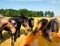 Close up rare horses in horse stud farm