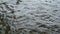 Close-up, rare, large raindrops fall into the dark water on a cloudy autumn day. Slow motion.