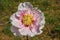 Close up of rare pink paeonia rockii flower in the garden