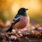 Close up of rare Rosy Starling