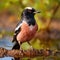 Close up of rare Rosy Starling