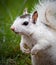 Close up of the rare white squirrel of North Carolina