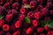 close-up of raspberries