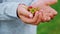 Close up a raspberry in hands of child in the backyard, agrarian life