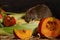 Close-up rat eats corn near red pumkin inside of pantry.