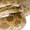 Close-up of rat snake, Malpolon Monspessulanus