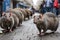 Close up of rats in the streets of Paris