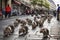 Close up of rats in the streets of Paris