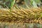 Close up of rattan palm tree growth in forest