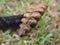 Close up rattlesnake tail rattlers