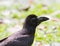 Close up raven ,black birds crow head and bill against green blu