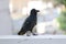 Close up of Raven blackbird face and beak