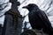 close up of a raven perched on a gravestone