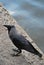 Close Up of a Raven on a Stone Step
