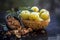 Close up of raw amla or Phyllanthus emblica or Indian gooseberry in a fruit basket with its dried seed powder in a clay bowl used