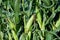 Close up raw corn field ready to harvest