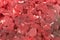 Close up on raw fajita meat