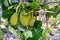 Close-up of Raw jackfruits or Artocarpus heterophyllus with green leaves