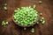 Close up of raw organic sprouted peas or beans or seed pod or Pisum sativum in a clay bowl on brown colored surface.