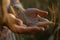 Close-up. In the rays of the setting sun, the hands of the farmer carefully and lovingly hold spikelets of ripe wheat in