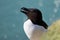 Close up of a Razorbill against bokeh background