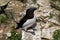 Close-up of a razorbill in the Bemtpon Cliffs Nature Reserve