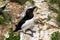 Close-up of a razorbill in the Bemtpon Cliffs Nature Reserve